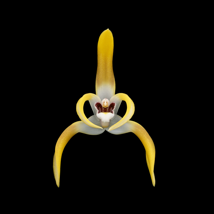 Photo Balay Maxillaria